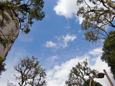 立木と青空-4 立木と青空-4 立木,幹,枝の写真素材