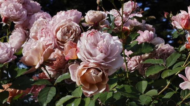 【花の写真】ばらの花 rose,植物,園芸の写真素材