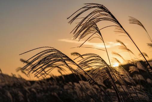 ススキがシルエットになった夕景 ススキがシルエットになった夕景 ススキ,秋吉台,カルスト台地の写真素材
