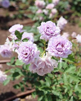 淡紫のバラ バラ,バラ園,淡紫色の写真素材