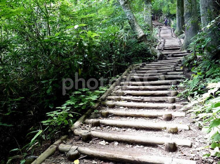 筑波山登山道・丸太の階段 階段,筑波山,登山道の写真素材