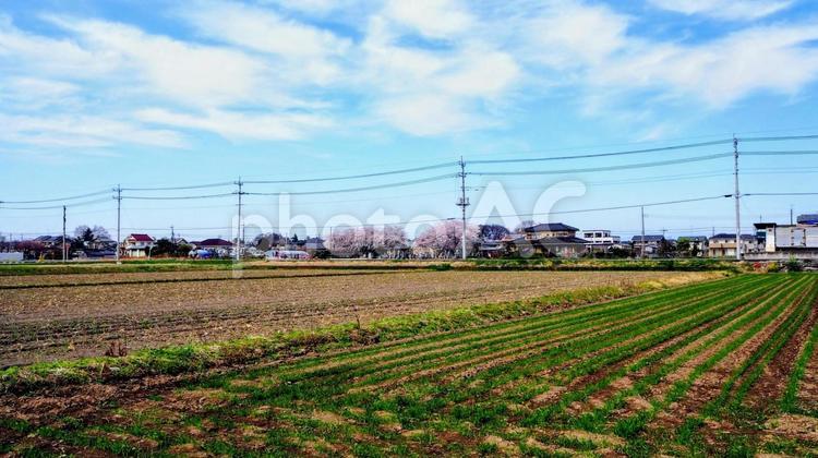 春の田園＆桜の花・深谷市の郊外（埼玉県） 春,深谷市,郊外の写真素材