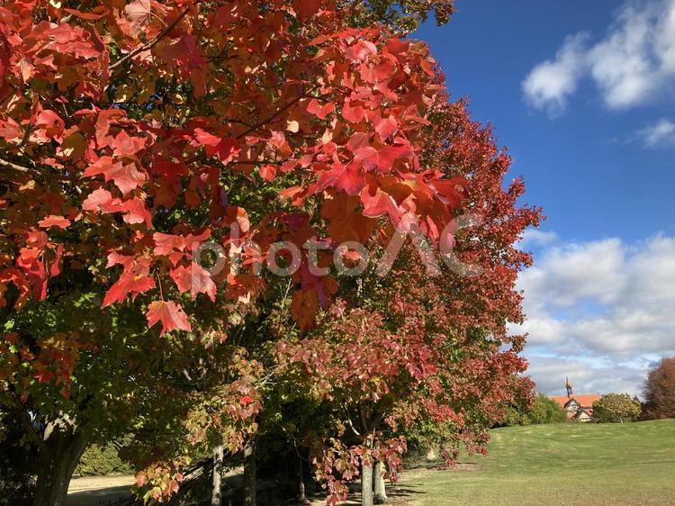 真っ赤に紅葉する樹々が並ぶ広場と清々しい青空 秋,もみじ,秋晴れの写真素材
