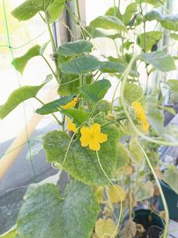 きゅうりの花 自然,グリーン,栽培の写真素材