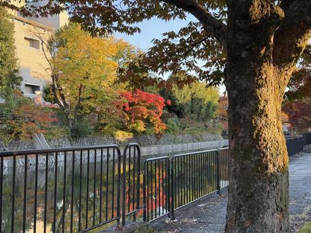 紅葉(琵琶湖疏水と木) 紅葉,秋,京都の写真素材