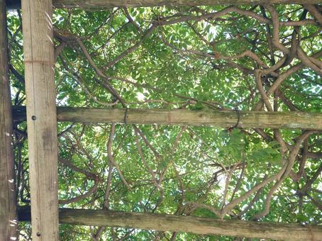 木の屋根／木漏れ日 自然,風景,木漏れ日の写真素材