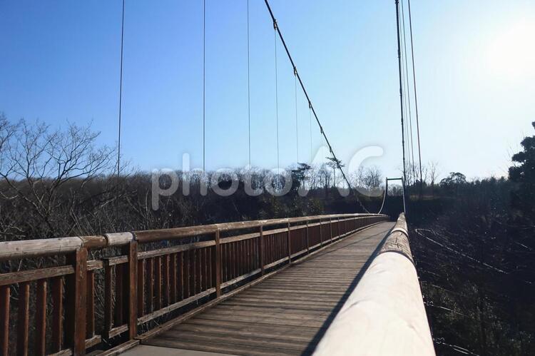 茨城県水郷県民の森　冬の風景 吊り橋,木橋,冬の公園の写真素材