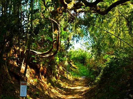 Photo, forest, trails, sunbeams leaves, 