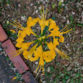 真上から見たショウキズイセン 真上から見たショウキズイセンの写真