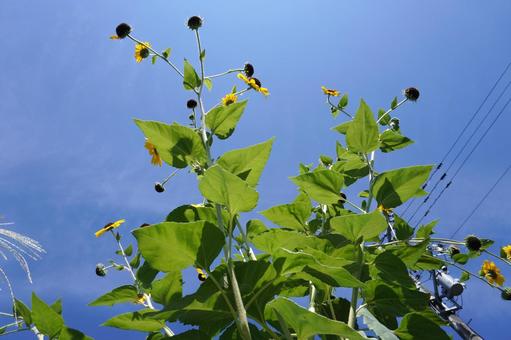 背の高いひまわり03 背の高いひまわり03 ひまわり,向日葵,背が高いの写真素材