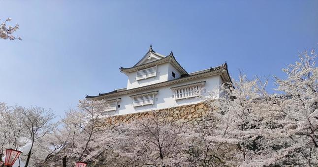 津山城 桜 津山城 桜 津山城,城,鶴山の写真素材