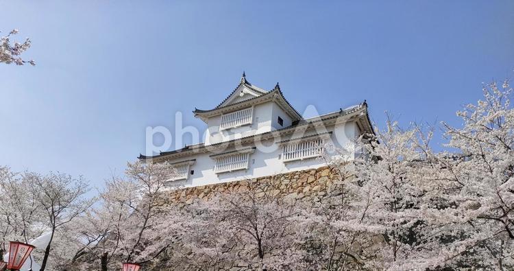 津山城　桜 津山城,城,鶴山の写真素材