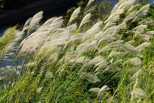 ススキ-28の写真