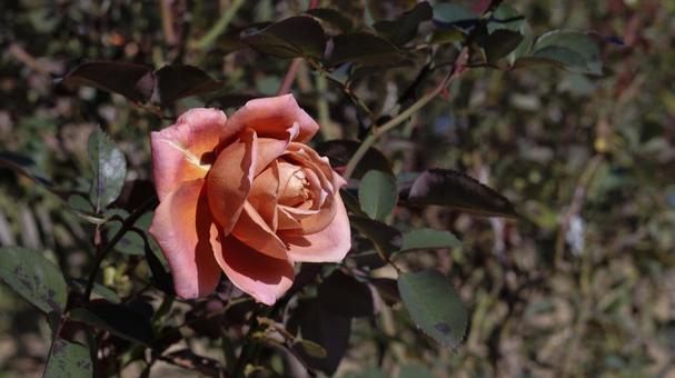 【花の写真】ばらの花 rose,植物,園芸の写真素材