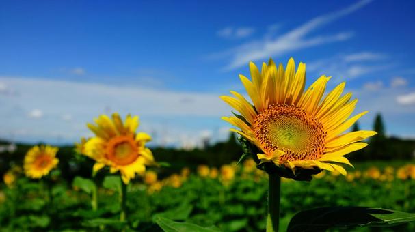 ひまわり畑 ひまわり畑の写真