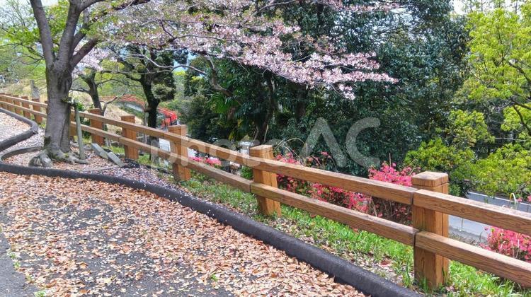 桜-宇美公園 桜,散る,葉の写真素材