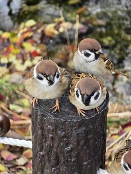 スズメ３羽 野鳥,スズメ,鳥の写真素材