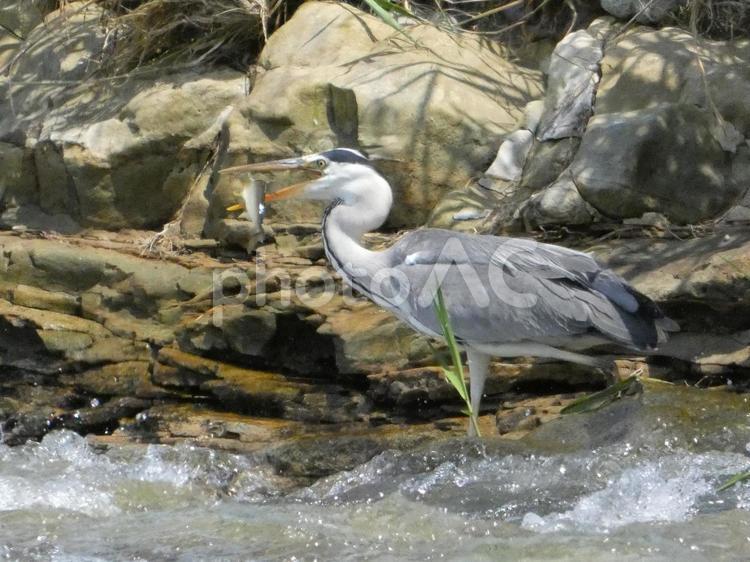 魚を掴み揚げ移動しているアオサギ 鳥,野鳥,アオサギの写真素材