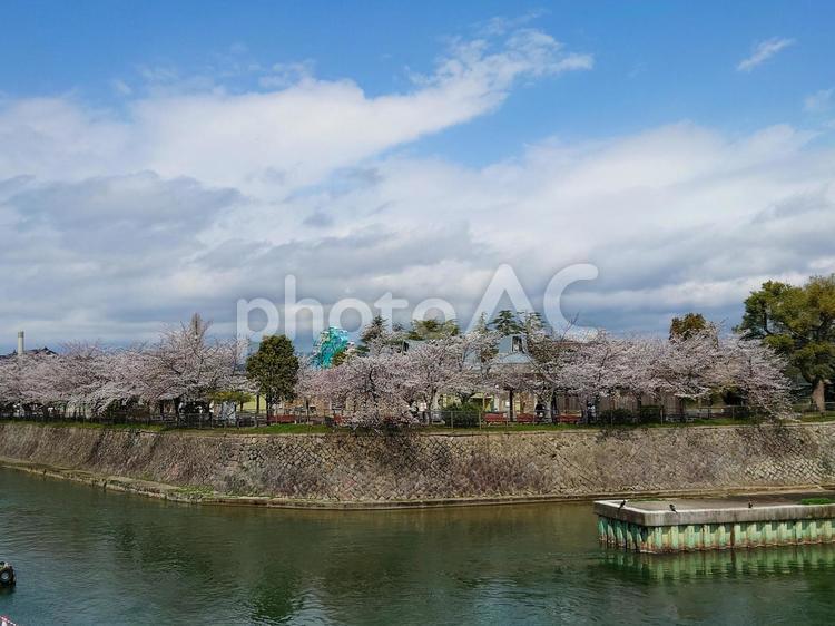 京都 疎水沿いの満開の桜と京都市動物園 京都,岡崎,桜の写真素材