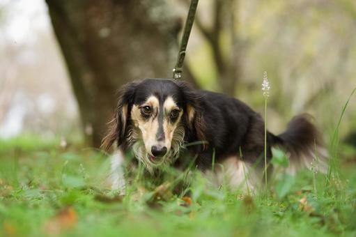 お散歩するミニチュアダックス お散歩するミニチュアダックス 犬,ミニチュアダックス,ダックスフンドの写真素材