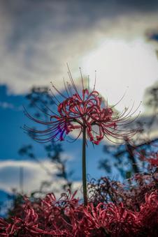 彼岸花 彼岸花 彼岸花,曼珠沙華,逆光の写真素材