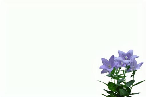 桔梗の葉書 背景白-8 桔梗の葉書 背景白-8の写真