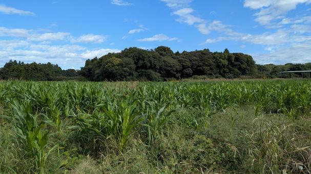田舎の風景 田舎,郊外,風景の写真素材