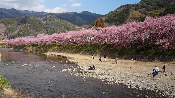 河川敷・満開に咲く河津桜 河川敷・満開に咲く河津桜の写真