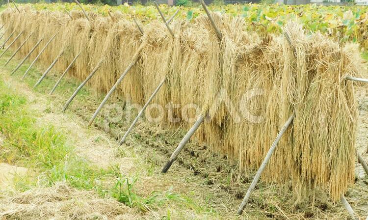 干された稲わら 秋,稲わら,稲藁の写真素材
