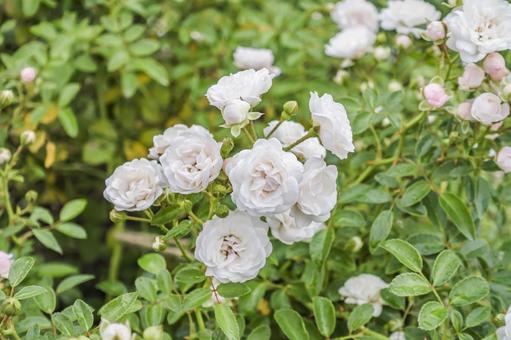 クリスタルフェアリー クリスタルフェアリー,白ばら,白バラの写真素材