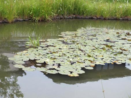 静けさを呼ぶ池の蓮の花 静けさを呼ぶ池の蓮の花の写真