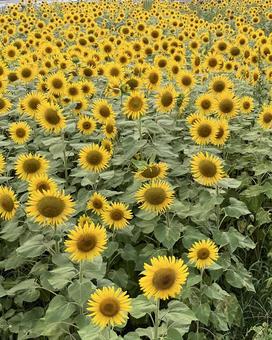 花★向日葵 ひまわり ヒマワリ 花★向日葵 ひまわり ヒマワリ 黄色,向日葵,ヒマワリの写真素材