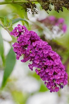 Photo, flower, boodlea, summer lilac, 