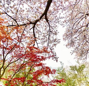 Photo, জামজাতীয় গাছবিশেষ, শরত রং, বসন্ত, 