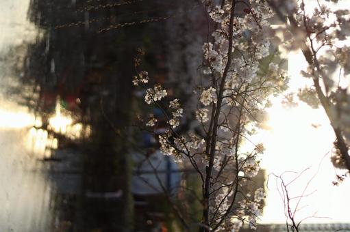 桜と光 桜と光の写真