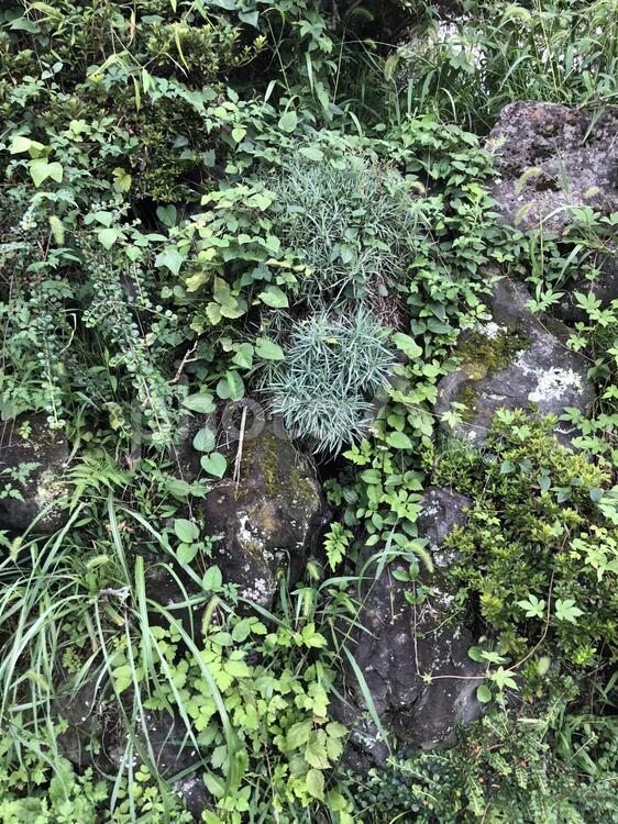 植生の美しい　高原の石垣 石垣,石壁,植生の写真素材