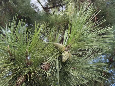松の葉と松ぼっくり 松の葉と松ぼっくり 松,松ぼっくり,マクロの写真素材