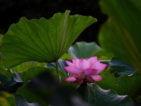 ハスの花【極楽浄土】 ハスの花【極楽浄土】の写真
