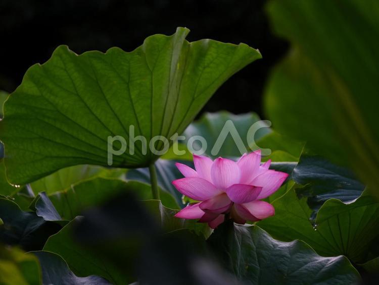 ハスの花【極楽浄土】 ハス,蓮,ハスの花の写真素材