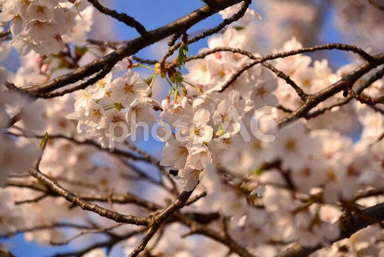 旧草津川の桜 桜,さくら,サクラの写真素材