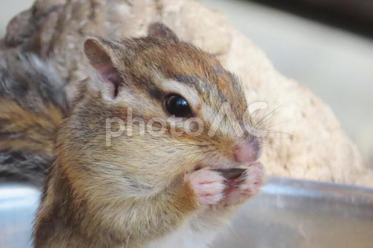 餌を頬張るシマリス シマリス,栗鼠,リスの写真素材