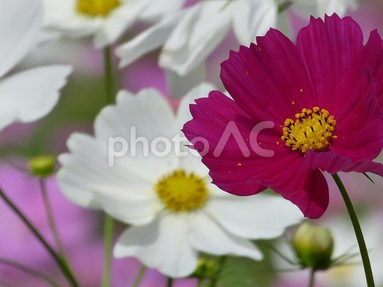 風に揺れるコスモス＿16 花,コスモス,秋桜の写真素材
