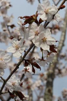 Sakura, JPG Sakura, JPG