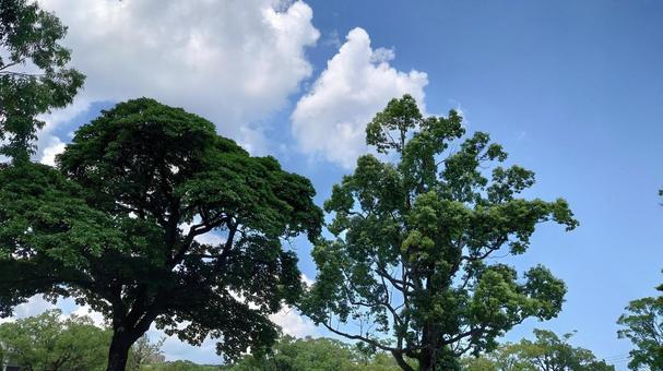 夏の木と空 夏の木と空 夏,空,木の写真素材