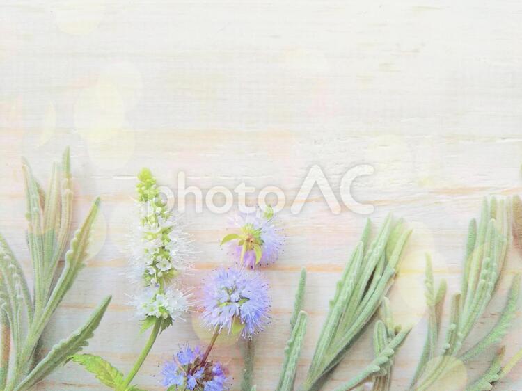 ハーブの花と葉　きらめきフレーム　 花,葉,植物の写真素材