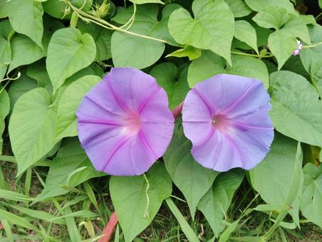秋に咲く朝顔 秋に咲く朝顔 朝顔,花,咲くの写真素材