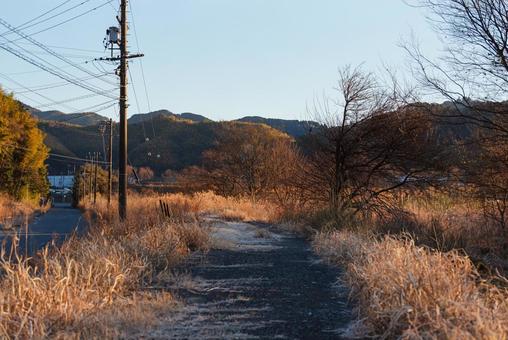 霜が下りた草木の鬱蒼と生い茂る獣道 獣道,遊歩道,砂利道の写真素材