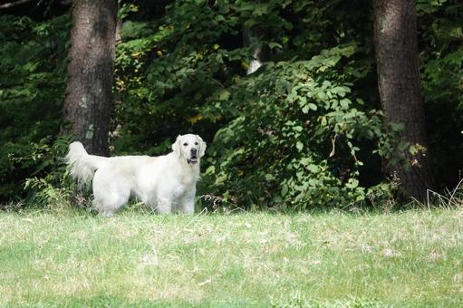 The Retrievers The Retrieversの写真