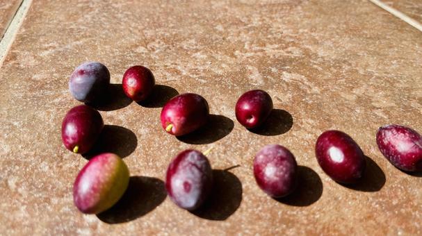 完熟のオリーブ、コピースペース 完熟のオリーブ、コピースペース オリーブ,黒,ブラックの写真素材