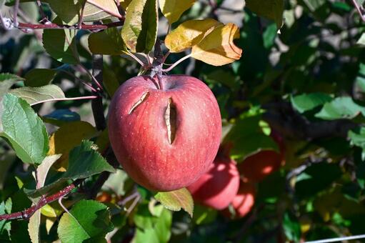 食害　鳥に食べられたりんご 果物,りんご,鳥に食べられたりんごの写真素材